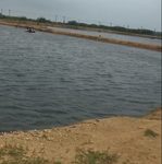 land-sale-55-acres-shrimp-ponds-prawn-cultivation