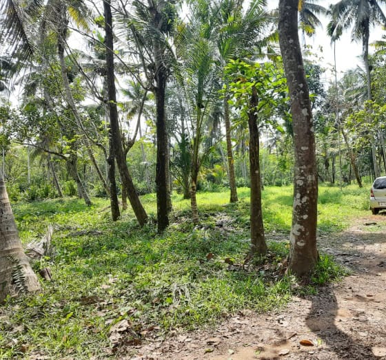 Residential land / Plots in Kochi Kanjiramattom for Sale